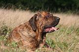 FILA BRASILEIRO 102